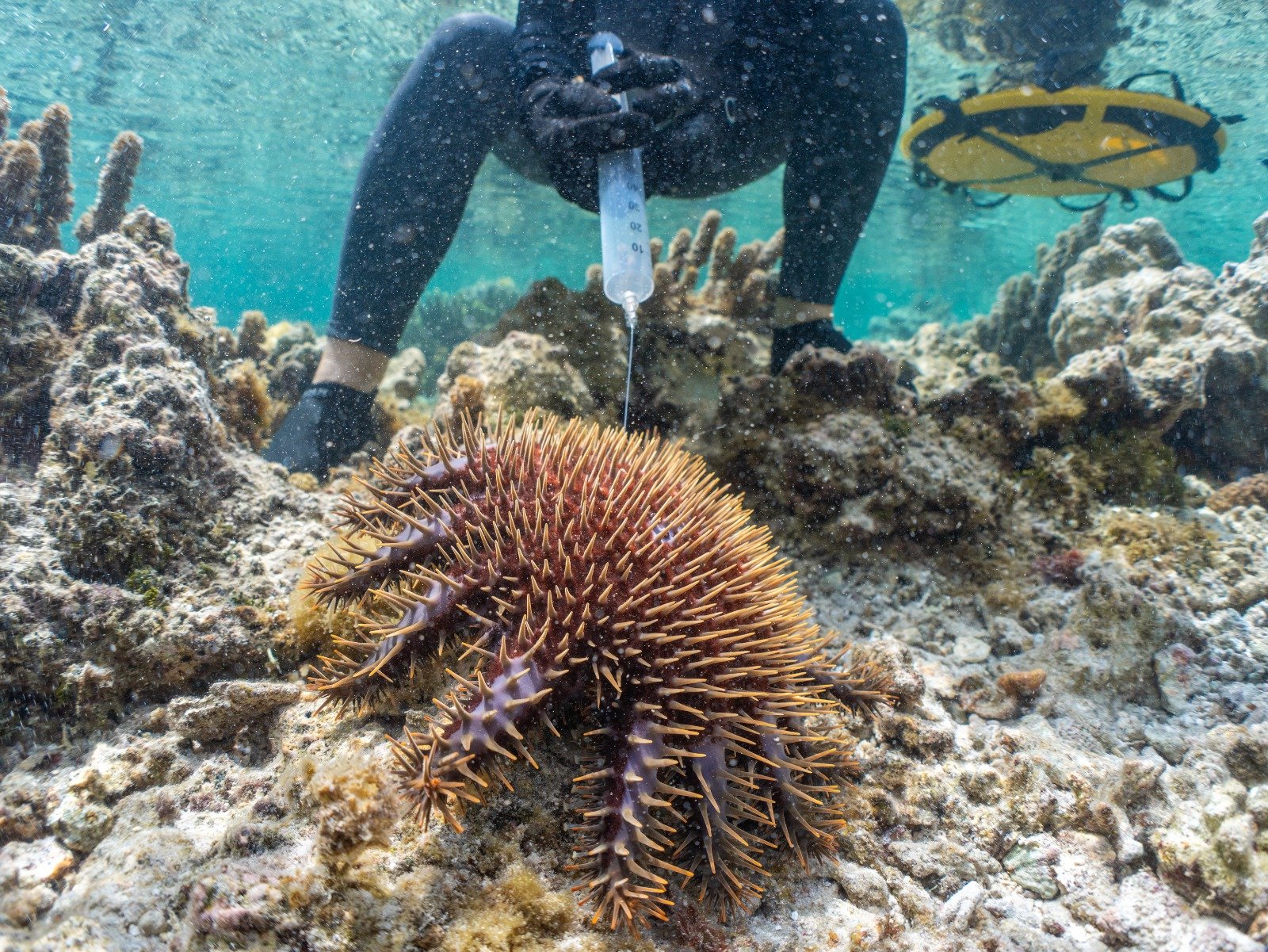 À Temae, notre 1re campagne taramea : 53 neutralisées