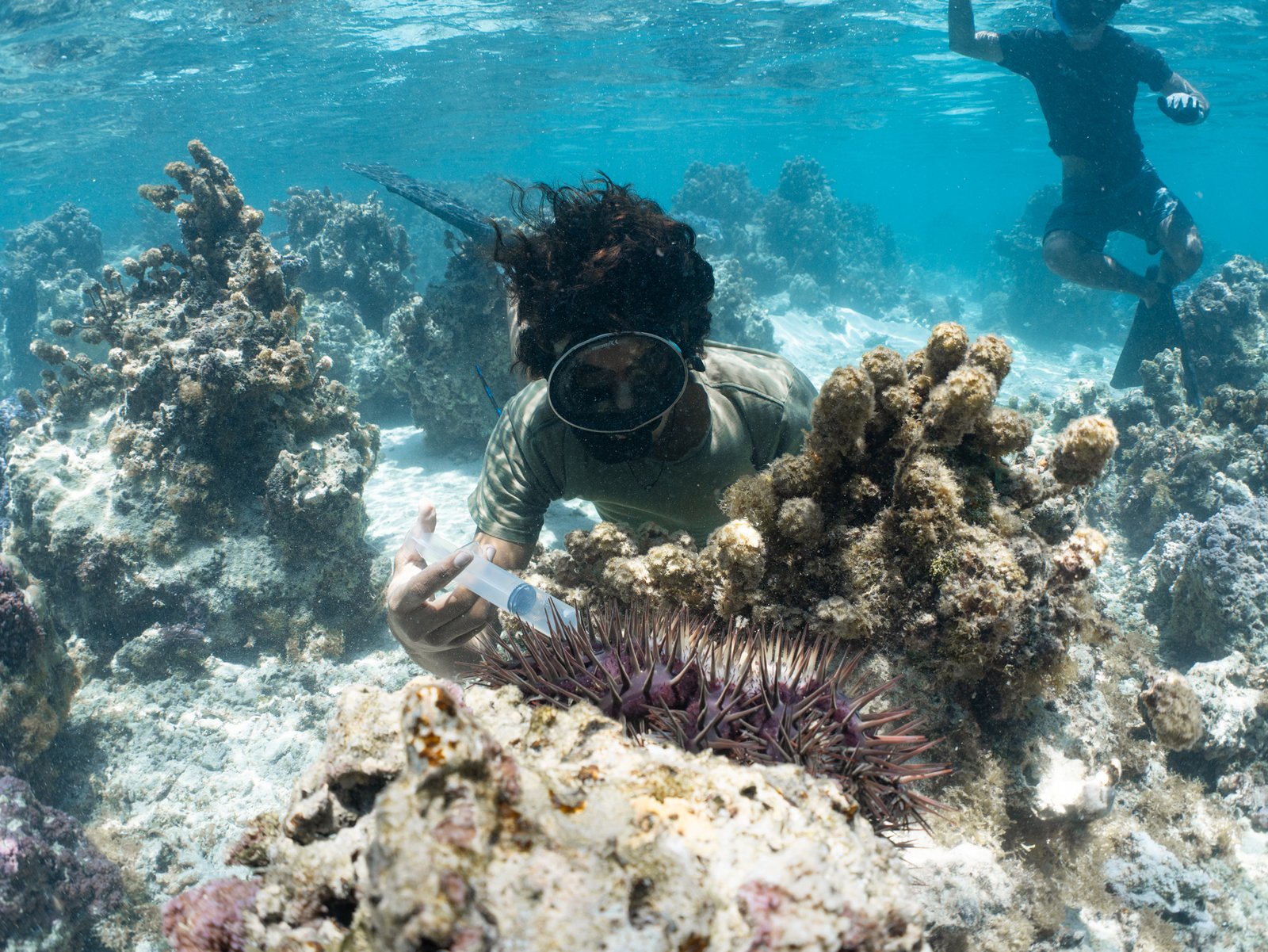 Est-il vraiment nécessaire de retirer les taramea ?