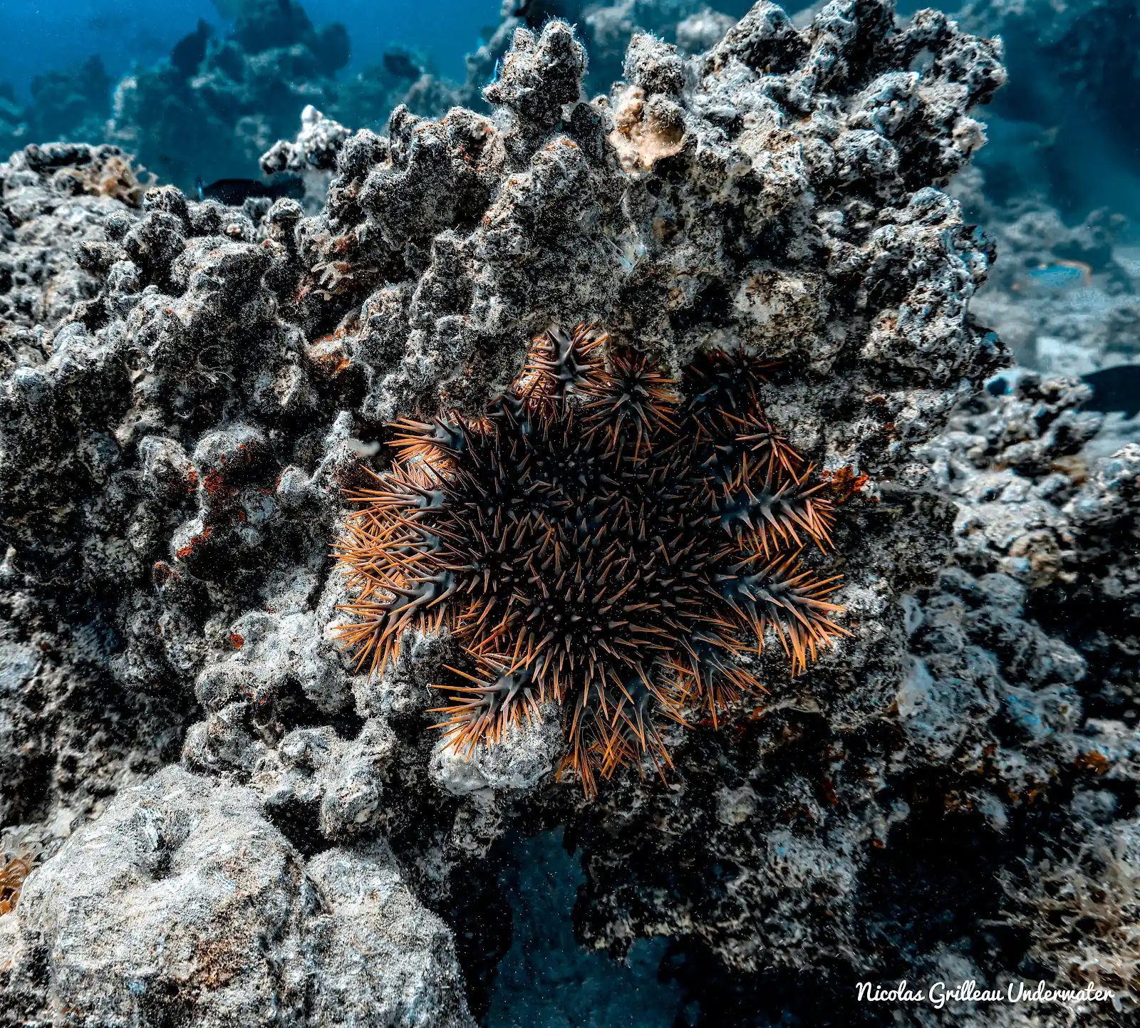 Une taramea sur le récif à Fakarava, pendant la mission de juin 2026